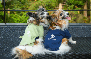 日本宠物经济2025年将突破8680亿日元,智能设备与功能性食品成跨境新蓝海-墨攻推广MOGOEC